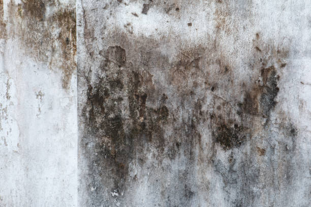 Best Emergency Mold Remediation  in Summit Park, UT