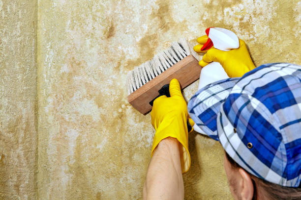 Best Water Damage & Mold Remediation  in Summit Park, UT