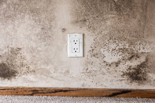 Best Mold Prevention Services  in Summit Park, UT