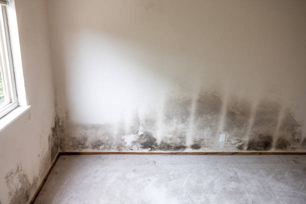 Best Post-Remediation Verification Testing  in Summit Park, UT