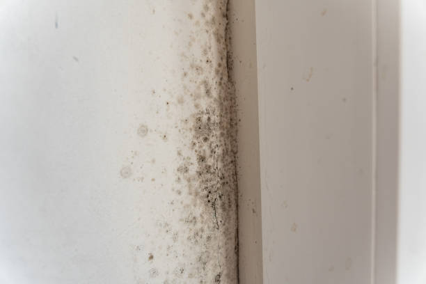 Best Environmental Consulting for Mold Prevention  in Summit Park, UT
