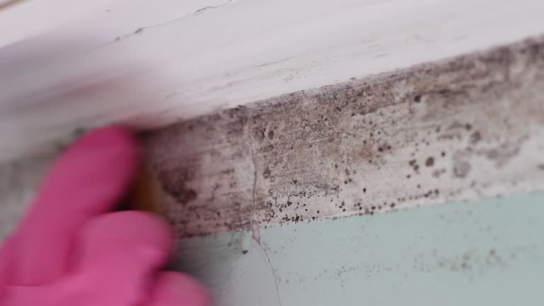 Best Black Mold Removal  in Summit Park, UT